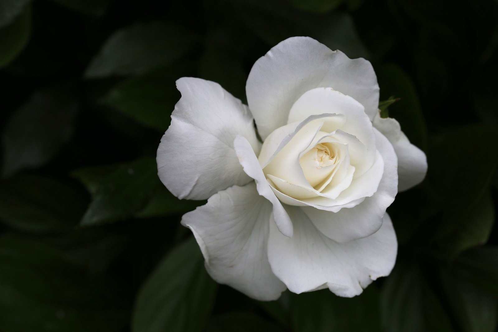 Eine weisse Rose vor dunklen Blättern